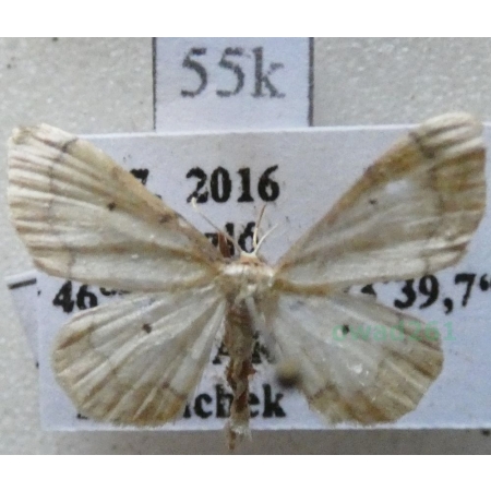 Idaea politaria (Hübner, 1799) Hungaria55k